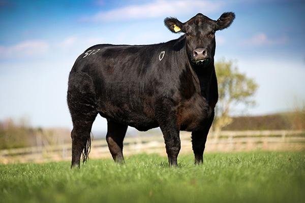 ABERDEEN ANGUS