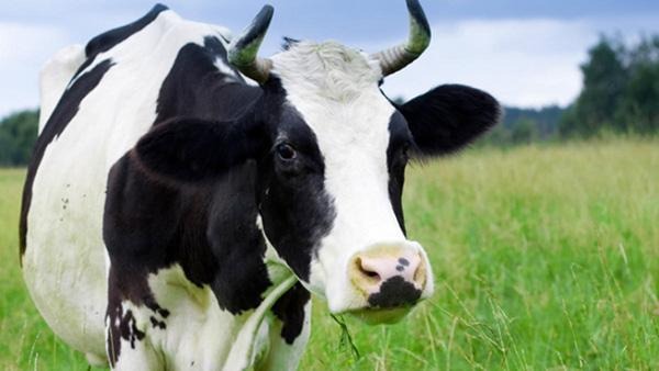 HOLSTEINRUND