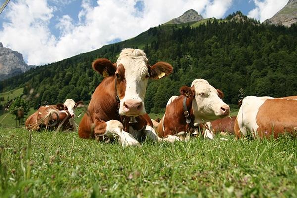 SIMMENTALER