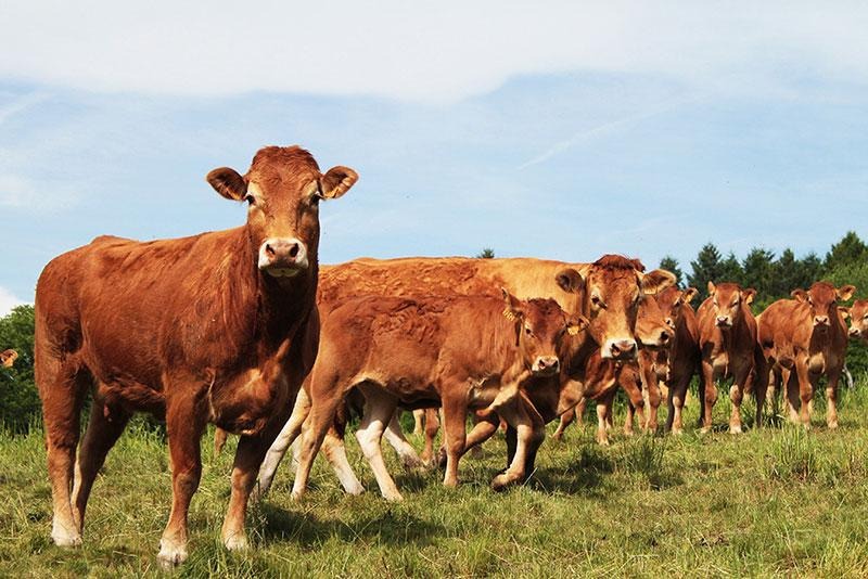 LIMOUSIN